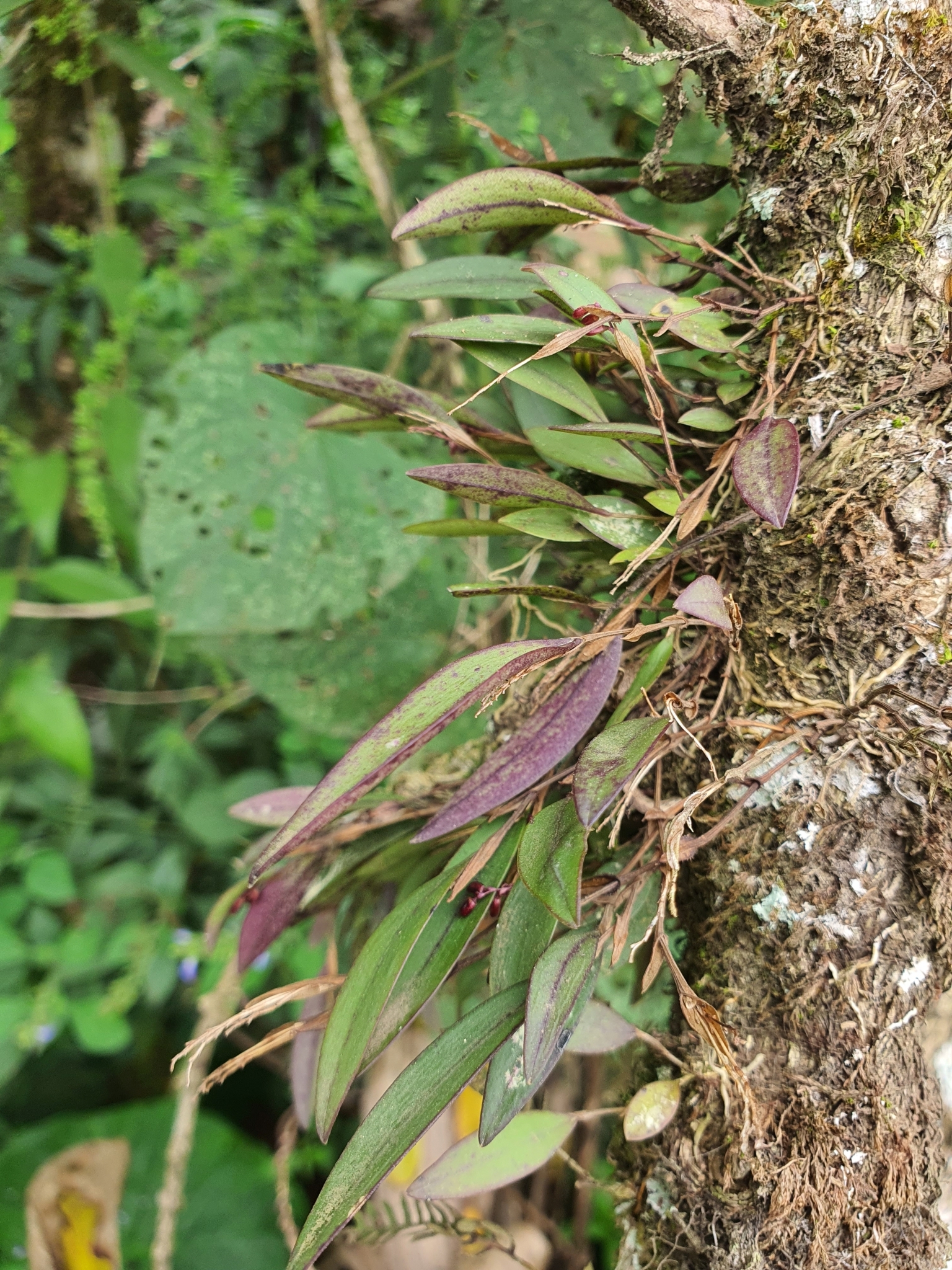 Bonnet Orchid (Trichosalpinx ciliaris)