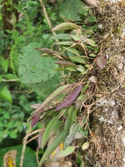 Trichosalpinx ciliaris