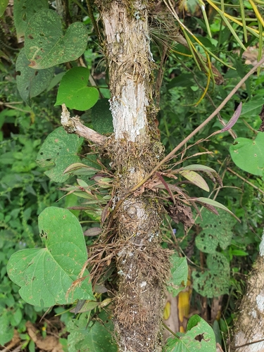 Trichosalpinx ciliaris, photograph 4
