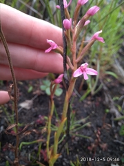 Disa vaginata