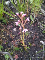 Disa vaginata