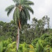 Acrocomia intumescens - Photo (c) charlesavenengo, algunos derechos reservados (CC BY-NC), subido por charlesavenengo