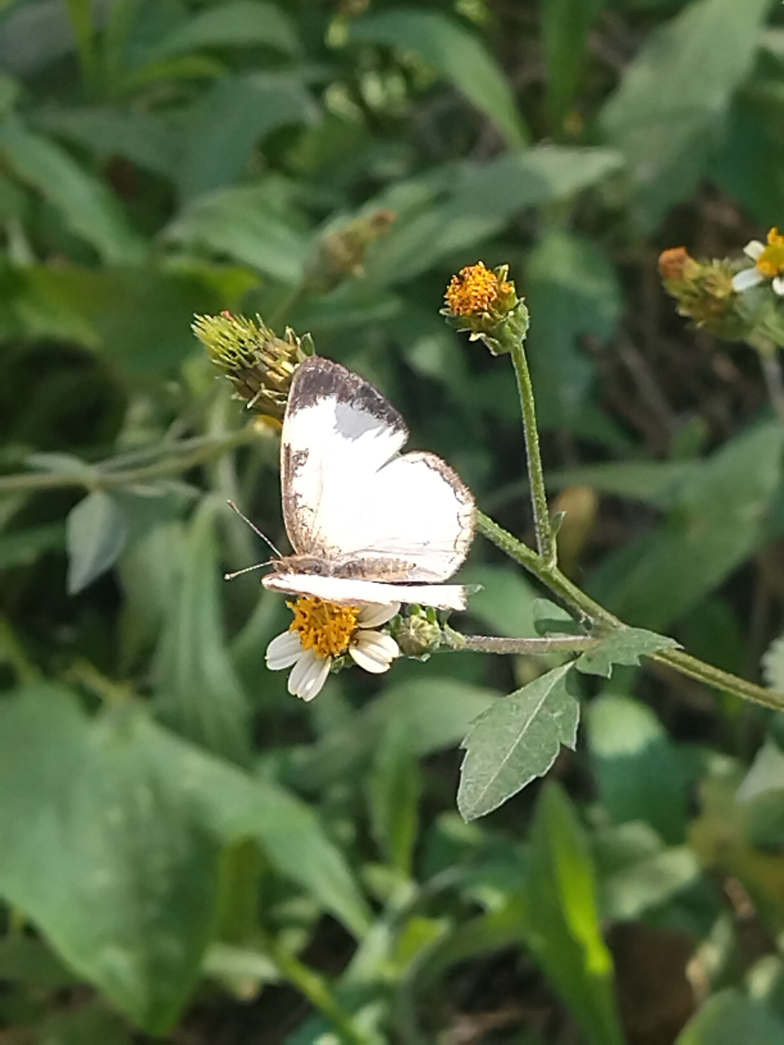 Tegosa flavida image