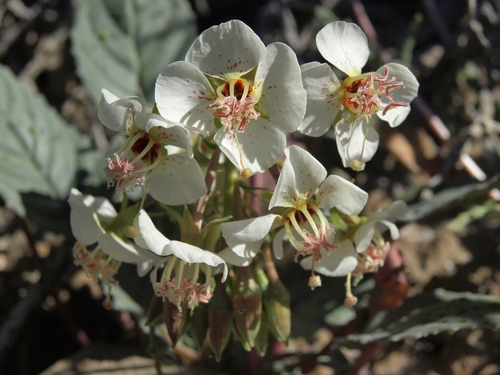 Chylismia claviformis ssp. integrior