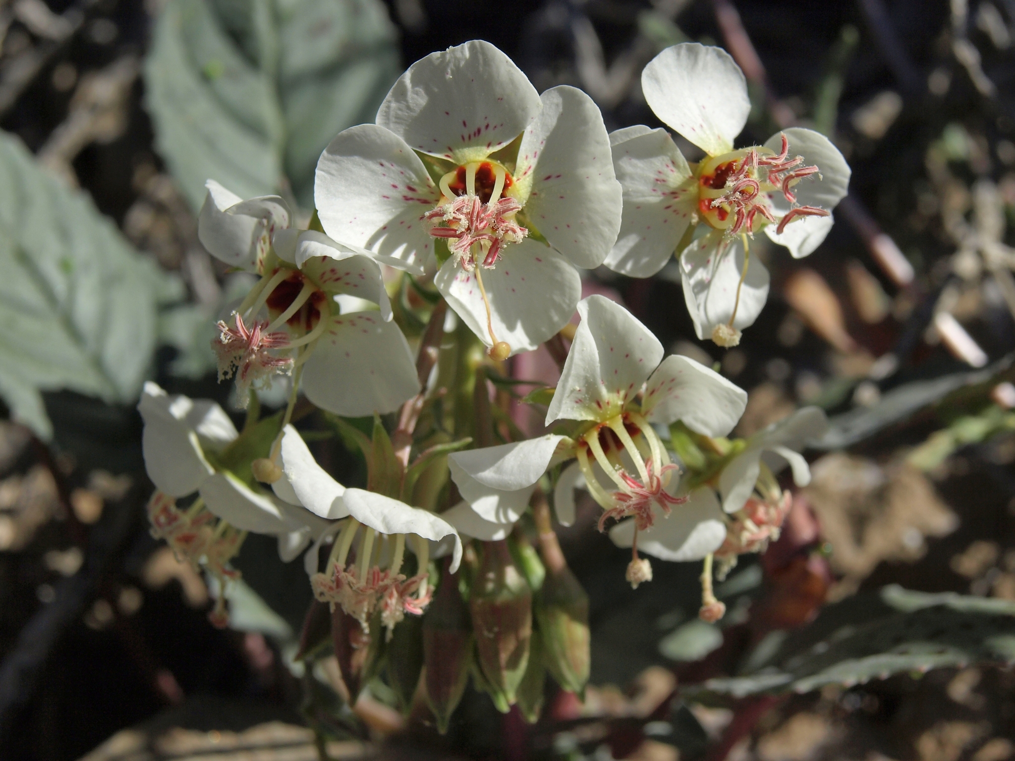 Chylismia claviformis ssp. integrior