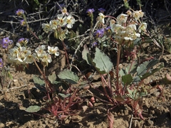 Chylismia claviformis integrior