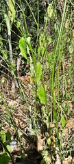 Rhinacanthus osmospermus image