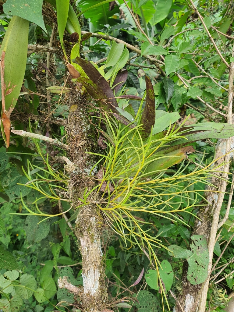 Jacquiniella teretifolia