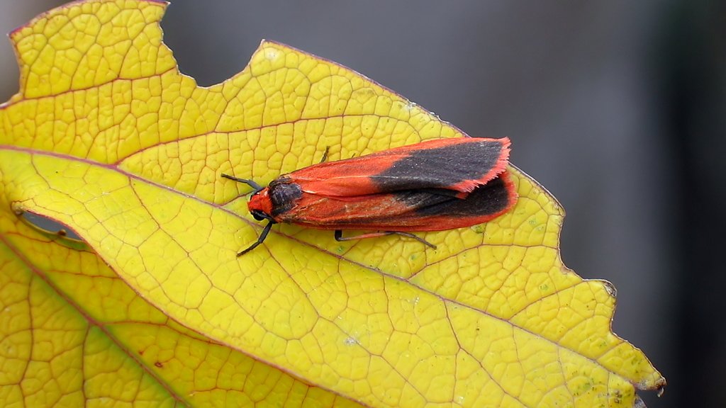 Scoliacma bicolora
