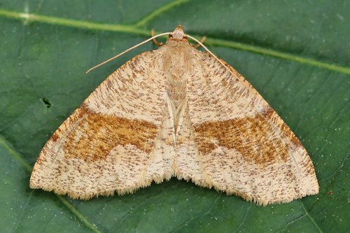 Barred Umber