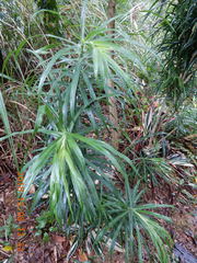 Dracaena angustifolia
