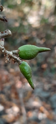 Commiphora tetramera Engl.