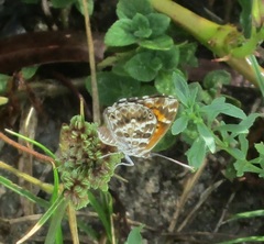 Aricoris campestris