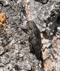 Poecilonota variolosa