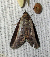 Lophoptera