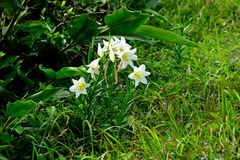 Lilium longiflorum scabrum