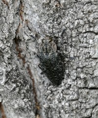 Poecilonota variolosa