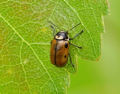 Cryptocephalus distinguendus