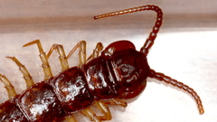 Lithobius peregrinus