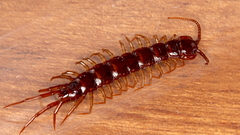 Lithobius peregrinus