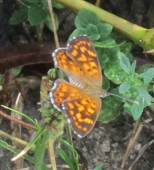 Aricoris campestris