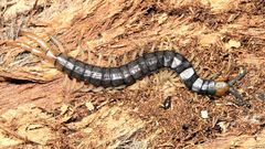 Cormocephalus westwoodi