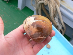 Laevicardium crassum