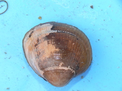 Laevicardium crassum