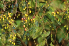 Maesopsis eminii image