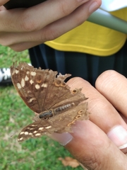Junonia erigone
