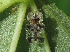 Corythucha juglandis