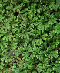 Selaginella