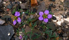 Fagonia cretica
