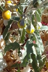 Solanum elaeagnifolium image