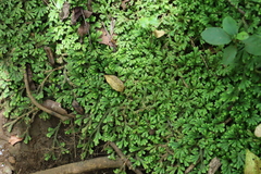 Selaginella