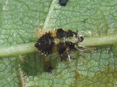 Corythucha juglandis