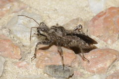 Coranus griseus