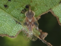 Gargaphia tiliae