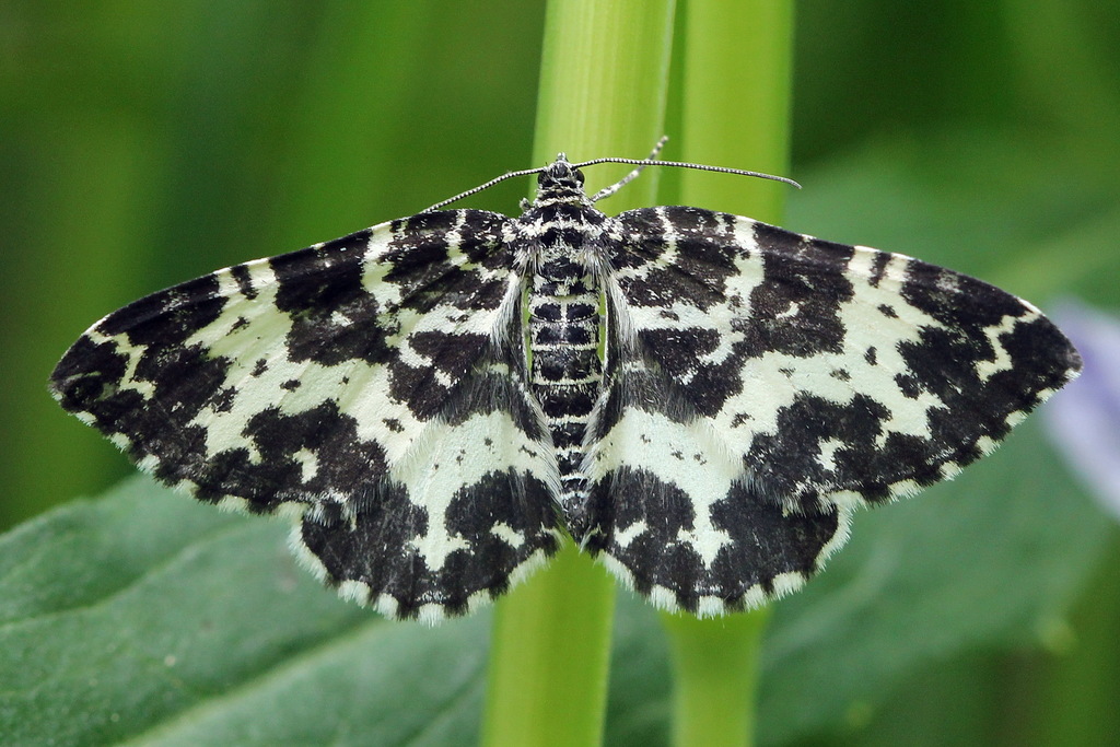 Spear-marked Black Moth