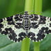 Spear-marked Black Moth - Photo (c) Andrey Ponomarev, some rights reserved (CC BY-NC), uploaded by Andrey Ponomarev