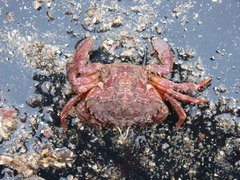 Liocarcinus corrugatus