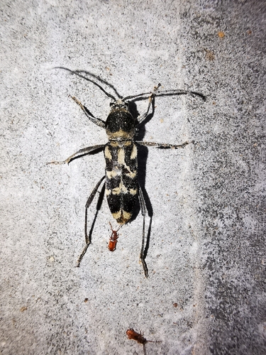 Chlorophorus diadema
