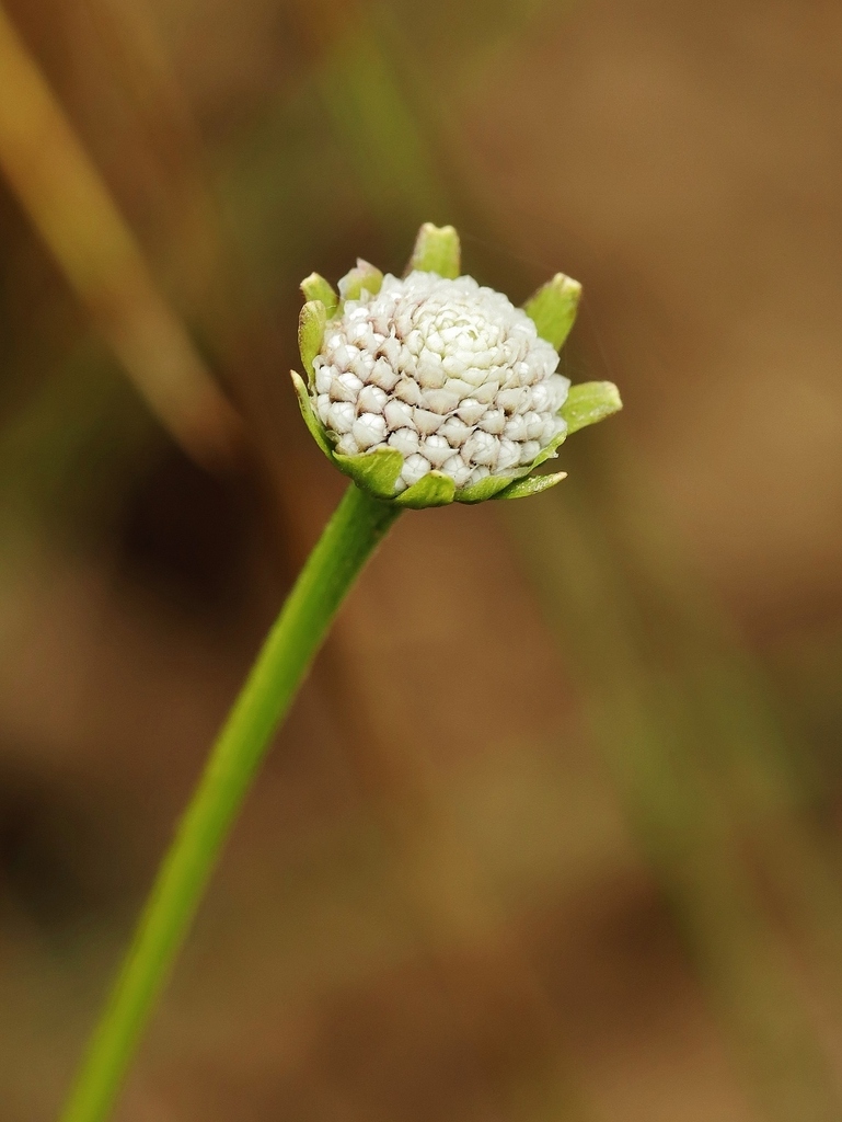 Spilanthes nervosa