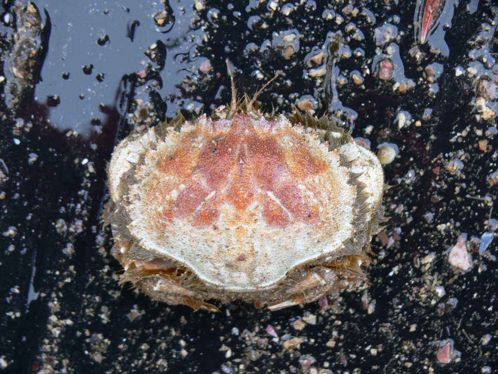Horse Crab, photo 1 of 8