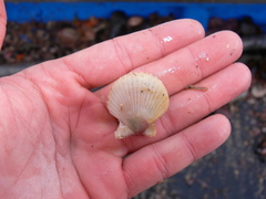 Aequipecten opercularis