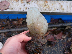 Phallusia mammillata