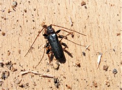 Phymatodes testaceus