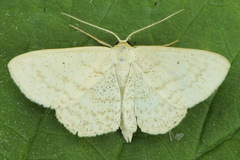 Scopula corrivalaria