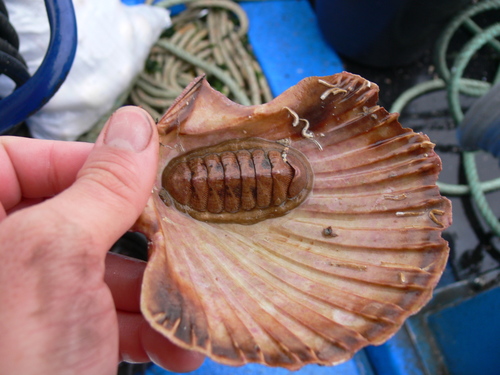 Chaetopleura angulata
