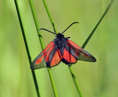 Zygaena osterodensis